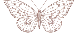 Illustrated butterfly